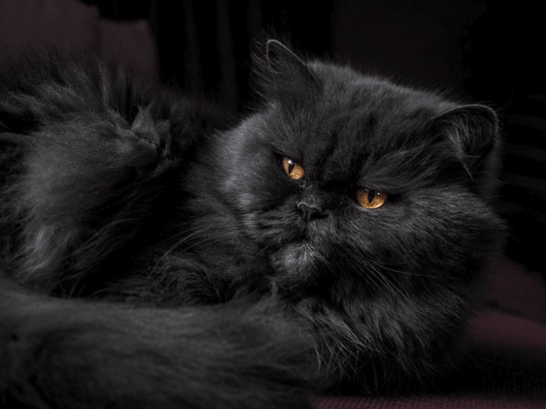 Péče o domácí mazlíčky